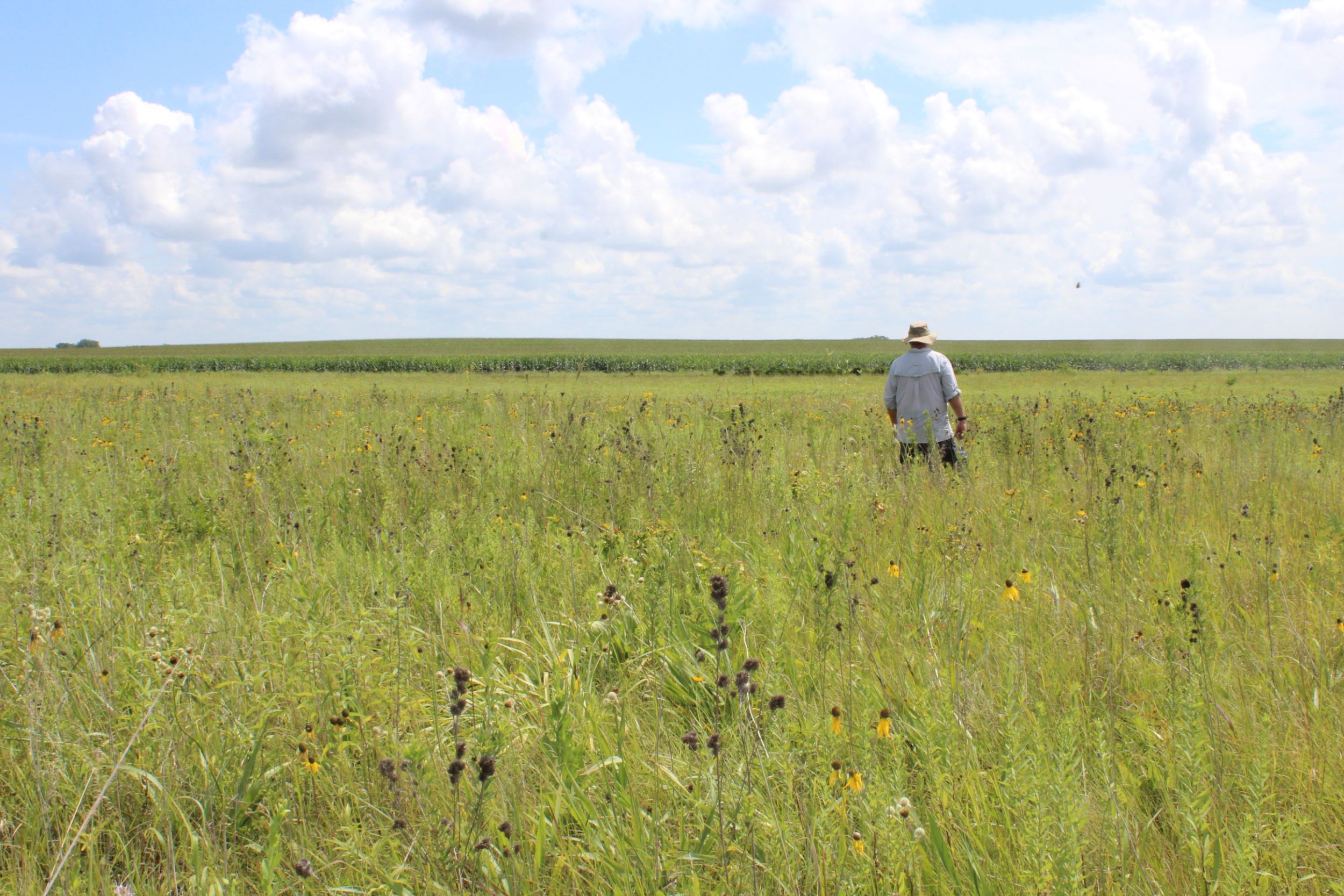 Sowing Something Meaningful - Iowa Landowner Options